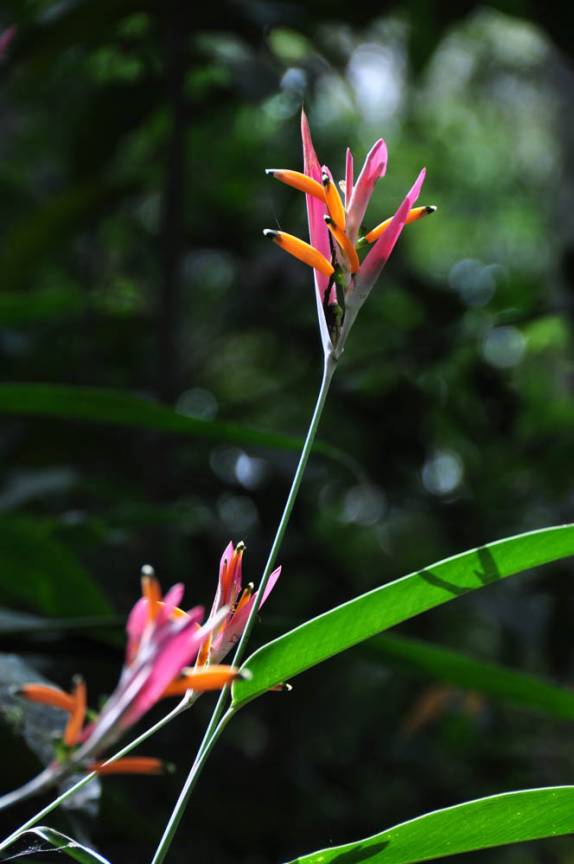 Muitas flores exóticas na Chapada dos Guimarães, no Mato Grosso